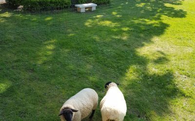 Deux Moutons pour la semaine du développement durable au lycée.