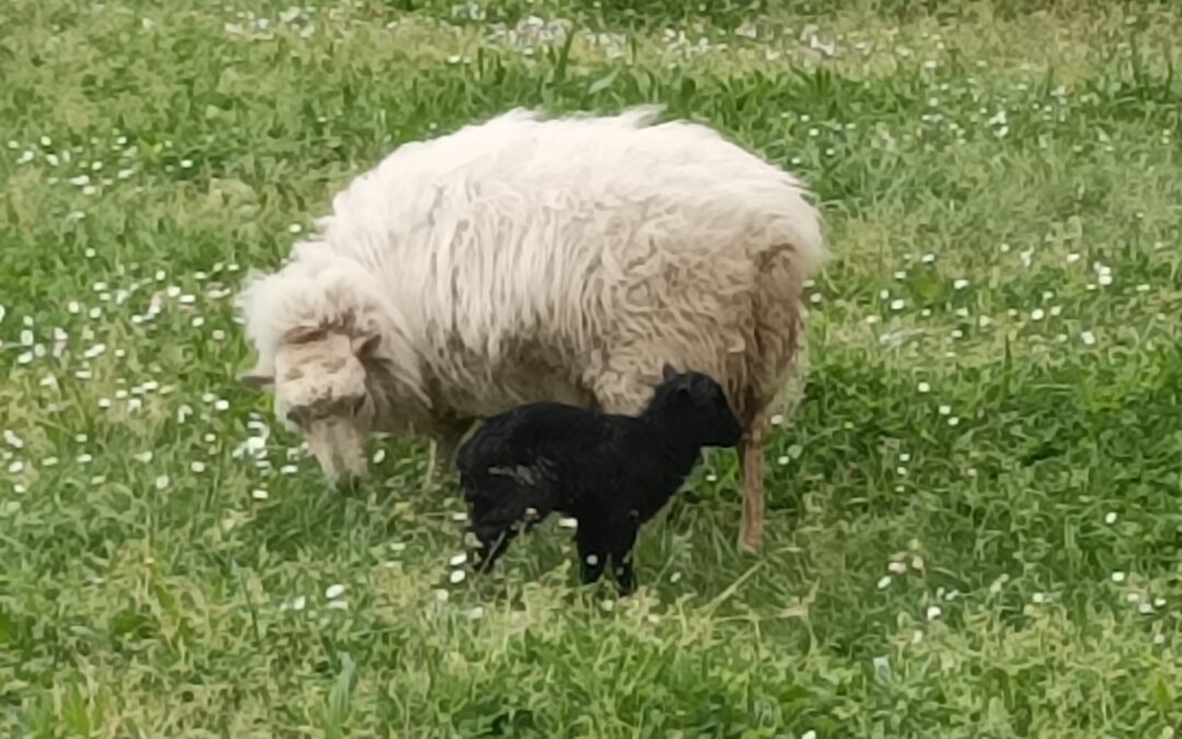 Naissance ovine dans le Parc du Lycée