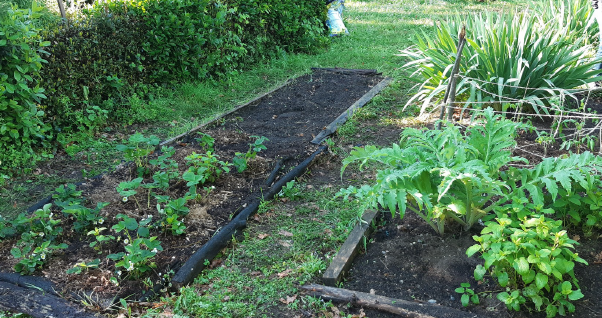 Projekt Gemüsegarten